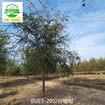 5公分榆樹苗木報價,白榆樹