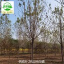 14公分白蠟樹報價