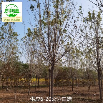10公分白蠟樹苗出售,樹形美觀