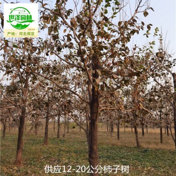 重庆万州柿子树厂家供应,磨盘柿子树