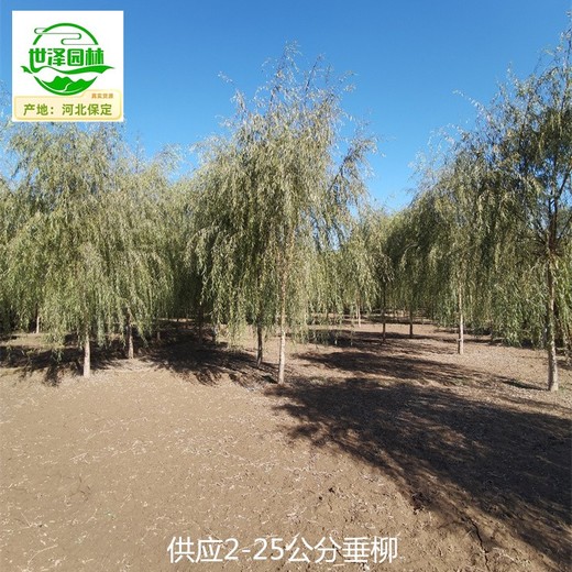 貴州遵義垂柳產(chǎn)地,柳樹