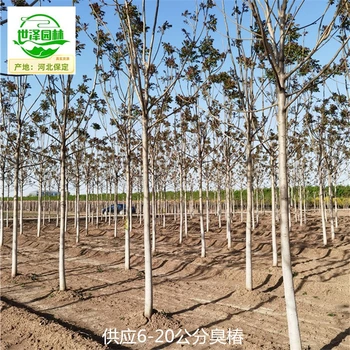 9公分臭椿樹苗價格