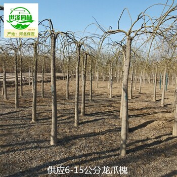 河南駐馬店龍爪槐苗圃價格