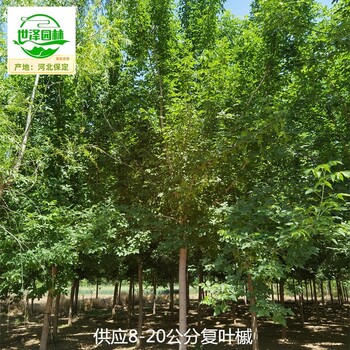 湖北恩施復(fù)葉槭,綠葉復(fù)葉槭