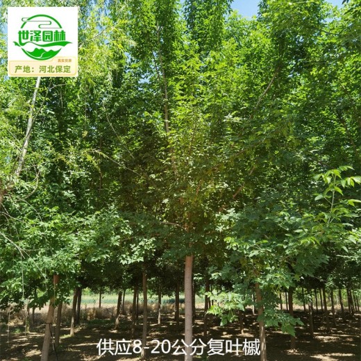 上海普陀复叶槭