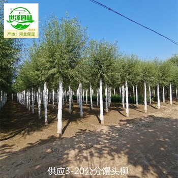 新疆塔城17公分饅頭柳,桿直帽圓