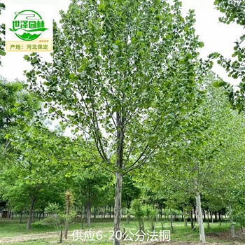十堰法桐,法國梧桐