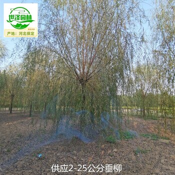 8公分垂柳廠家供應(yīng)