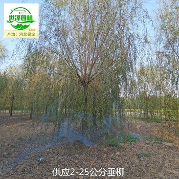 10公分垂柳苗圃供应