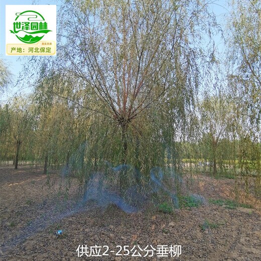湖北仙桃20公分垂柳樹苗
