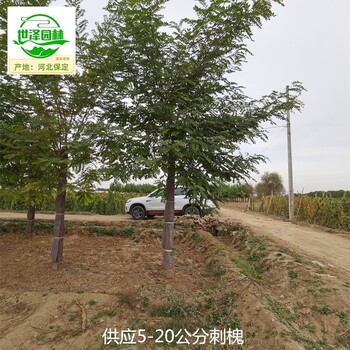 20公分刺槐苗木,白花刺槐