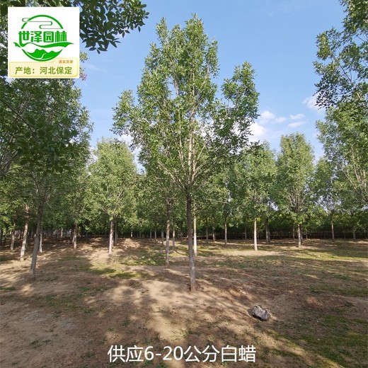 17公分白蠟苗木基地