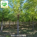 13公分刺槐苗木報(bào)價(jià),洋槐