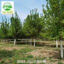 河北秦皇島復葉槭苗圃批發(fā),綠葉復葉槭