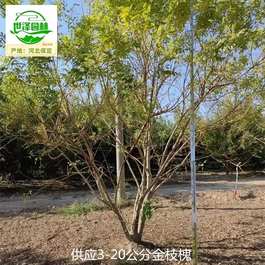 遼寧朝陽(yáng)金枝槐樹(shù)苗出售,金枝國槐