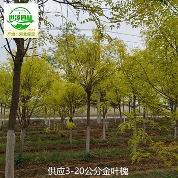 甘肅白銀金葉槐,國(guó)槐