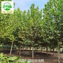 25公分法桐廠(chǎng)家價(jià)格,鮮活易養