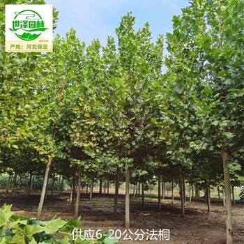 20公分法桐廠家供應,枝繁葉茂