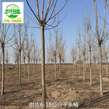 10公分千頭椿廠家出售