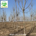 河北石家莊千頭椿樹苗批發(fā),臭椿樹