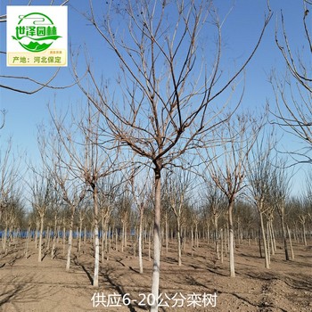 13公分欒樹苗圃基地,北方欒樹