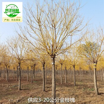 15公分金枝槐樹報價,黃金槐