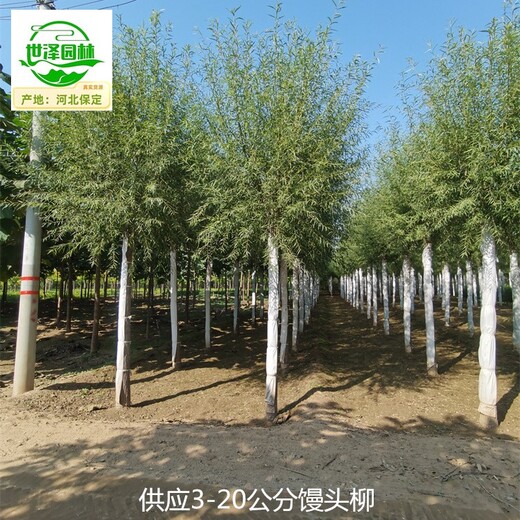 10公分饅頭柳產(chǎn)地報價(jià),柳樹(shù)
