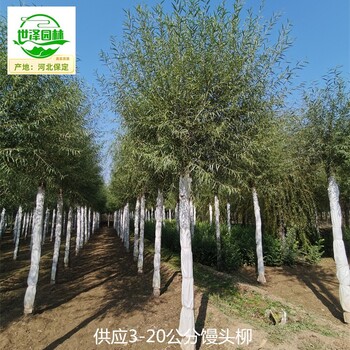 10公分饅頭柳批發(fā)商
