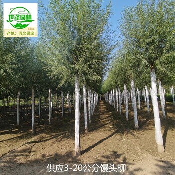 新疆塔城17公分饅頭柳,桿直帽圓