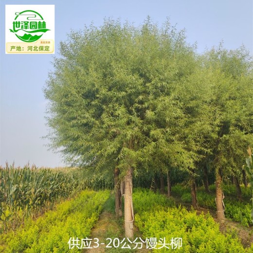 青海海南馒头柳树供应,景观价值高
