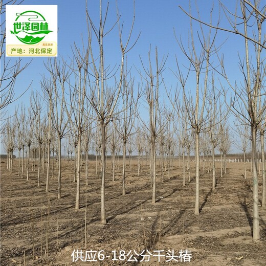 15公分千頭椿基地出售,臭椿樹(shù)