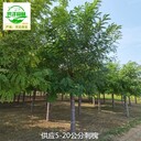 18公分刺槐苗圃