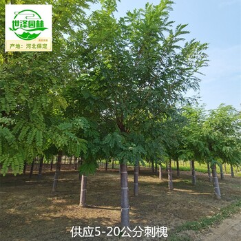 18公分刺槐苗圃