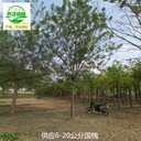 酒泉國槐廠家批發(fā)