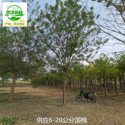 25公分國槐產(chǎn)地,老式國槐