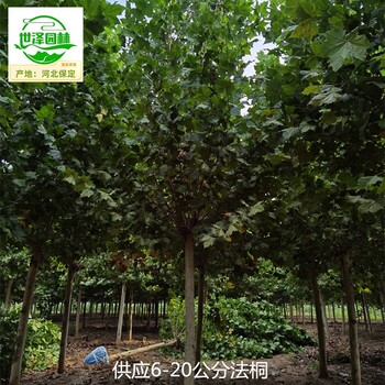 12公分法桐樹(shù)苗供應(yīng)