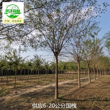 17公分國槐批發(fā),老式國槐