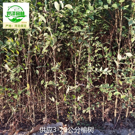 5公分榆樹信息價,規(guī)模大