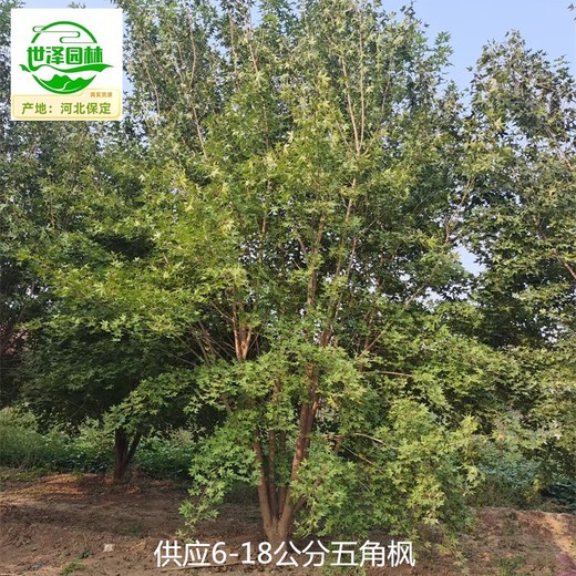 20公分元寶楓供應(yīng),五角楓