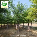 上海靜安刺槐,白花刺槐