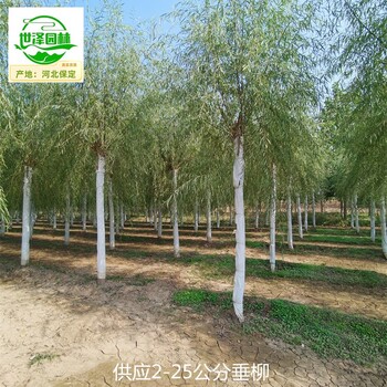 4公分垂柳苗圃出售