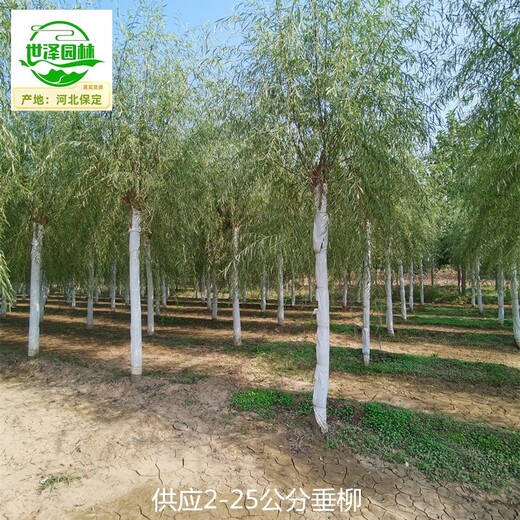 17公分垂柳產(chǎn)地,西湖垂柳