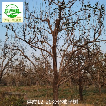 18公分柿子树基地批发,工程种植