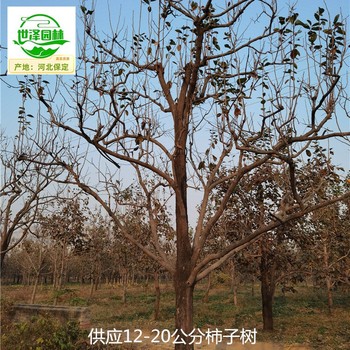 12公分柿子樹(shù)產(chǎn)地價(jià)格