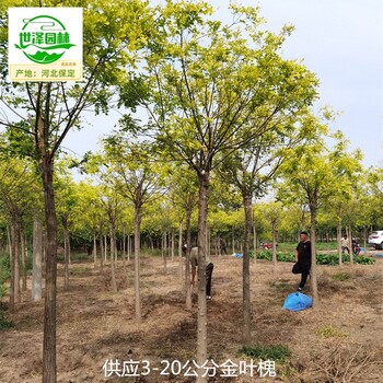 16公分金葉槐基地供應(yīng)