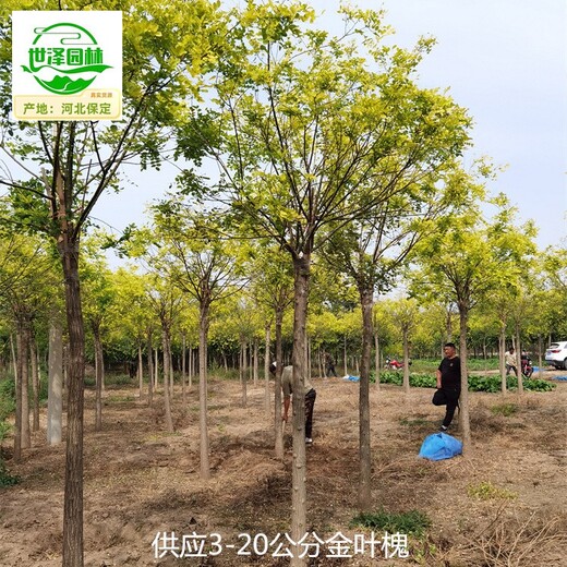 16公分金葉槐基地報價