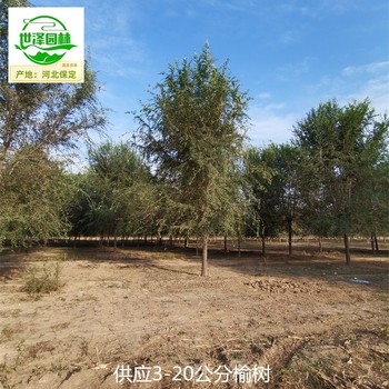 8公分榆樹(shù)苗圃出售,白榆樹(shù)