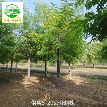 重慶豐都刺槐,白花刺槐