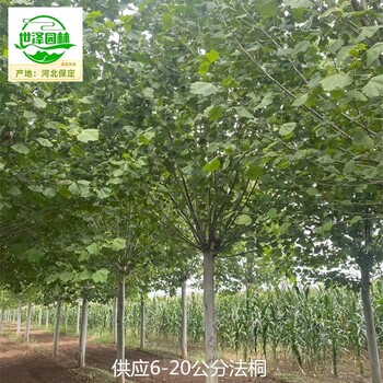 17公分法桐苗木價(jià)格,新法桐
