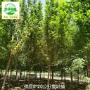 20公分復(fù)葉槭供應(yīng),綠葉復(fù)葉槭